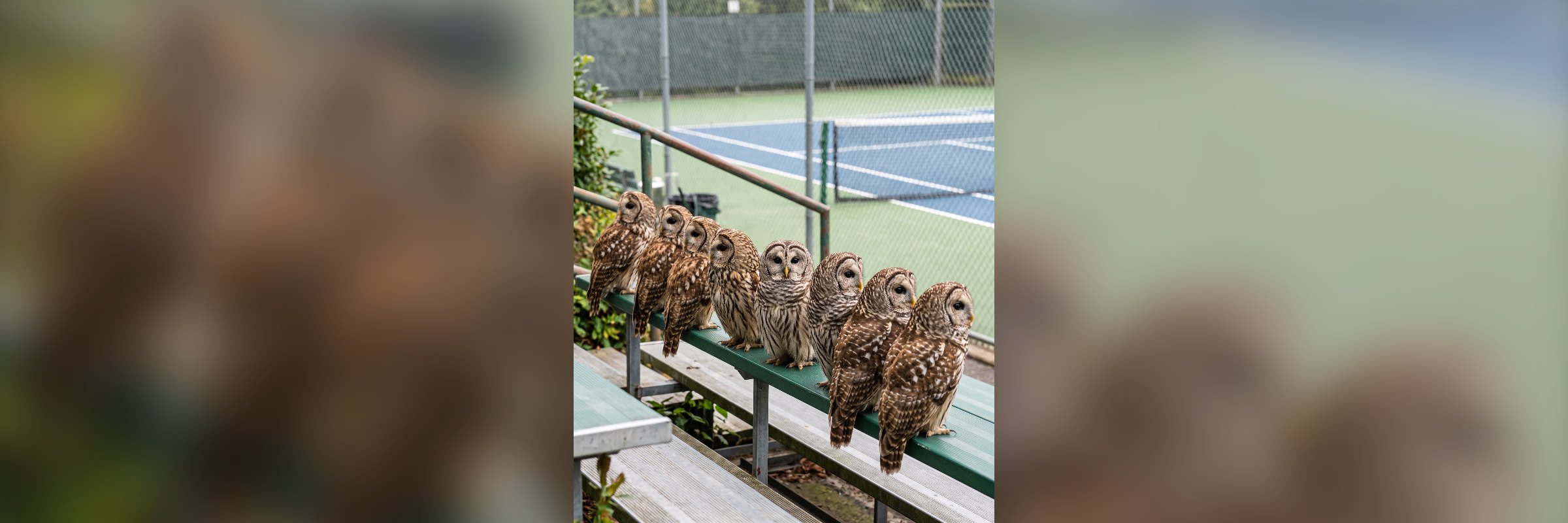 Het Wimbledon-effect